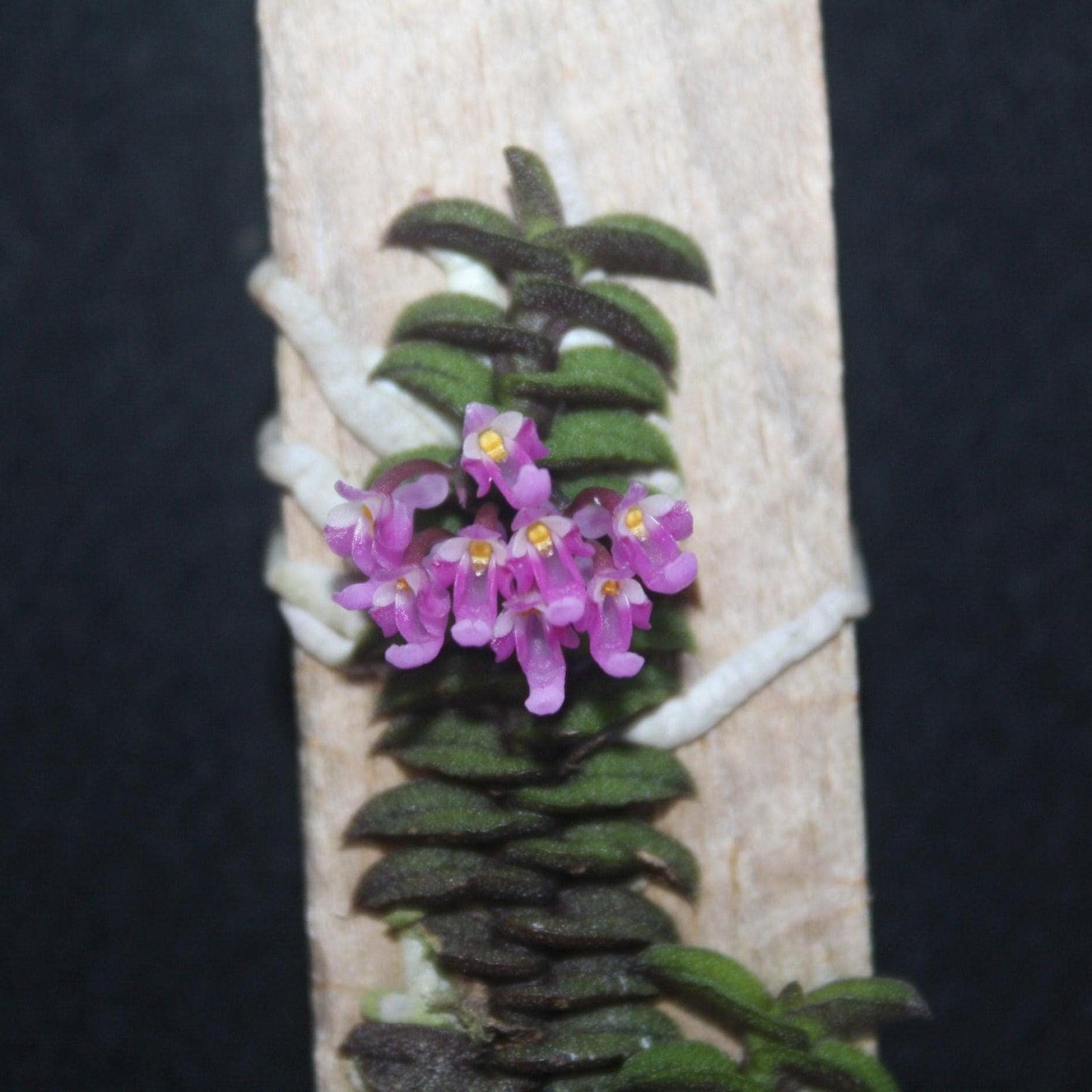 Schoenorchis scolopendria Orchid Plant - Mini Orchid Collection