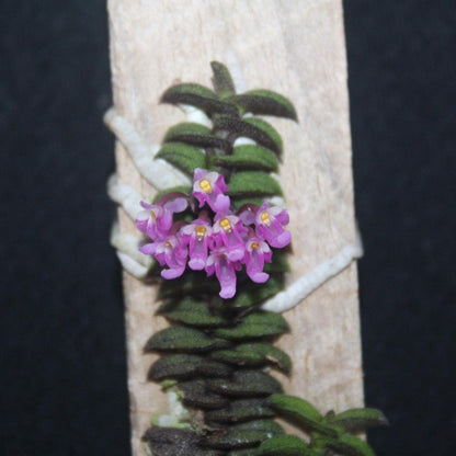 Schoenorchis scolopendria Orchid Plant - Mini Orchid Collection