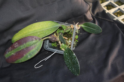 orchid Bulbophyllum sigaldiae (rare orchid) 1 plant bloom size