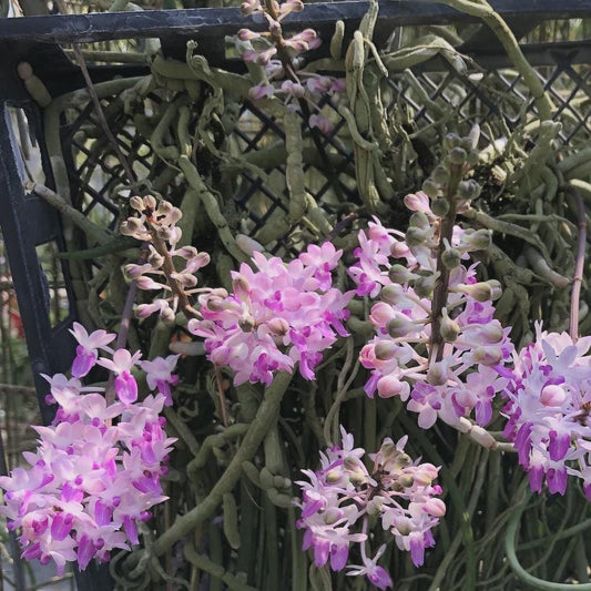 Seidenfadenia mitrata Orchid Plant: Pink Bloom, Easy Grow
