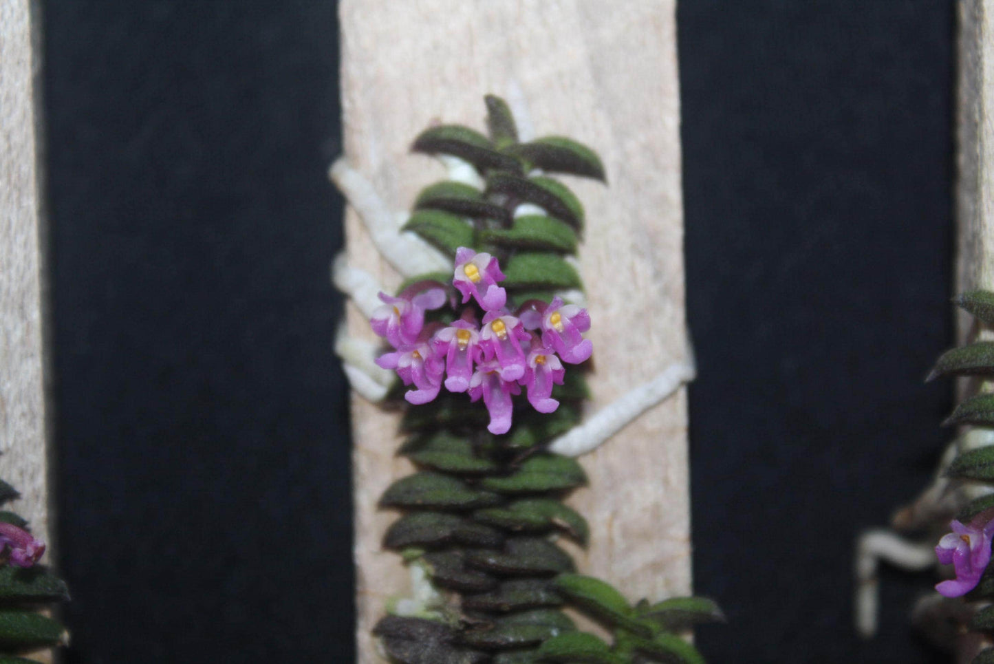 Schoenorchis scolopendria Orchid Plant - Mini Orchid Collection