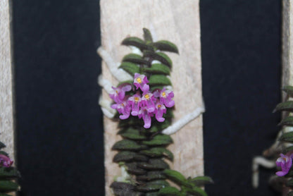 Schoenorchis scolopendria Orchid Plant - Mini Orchid Collection