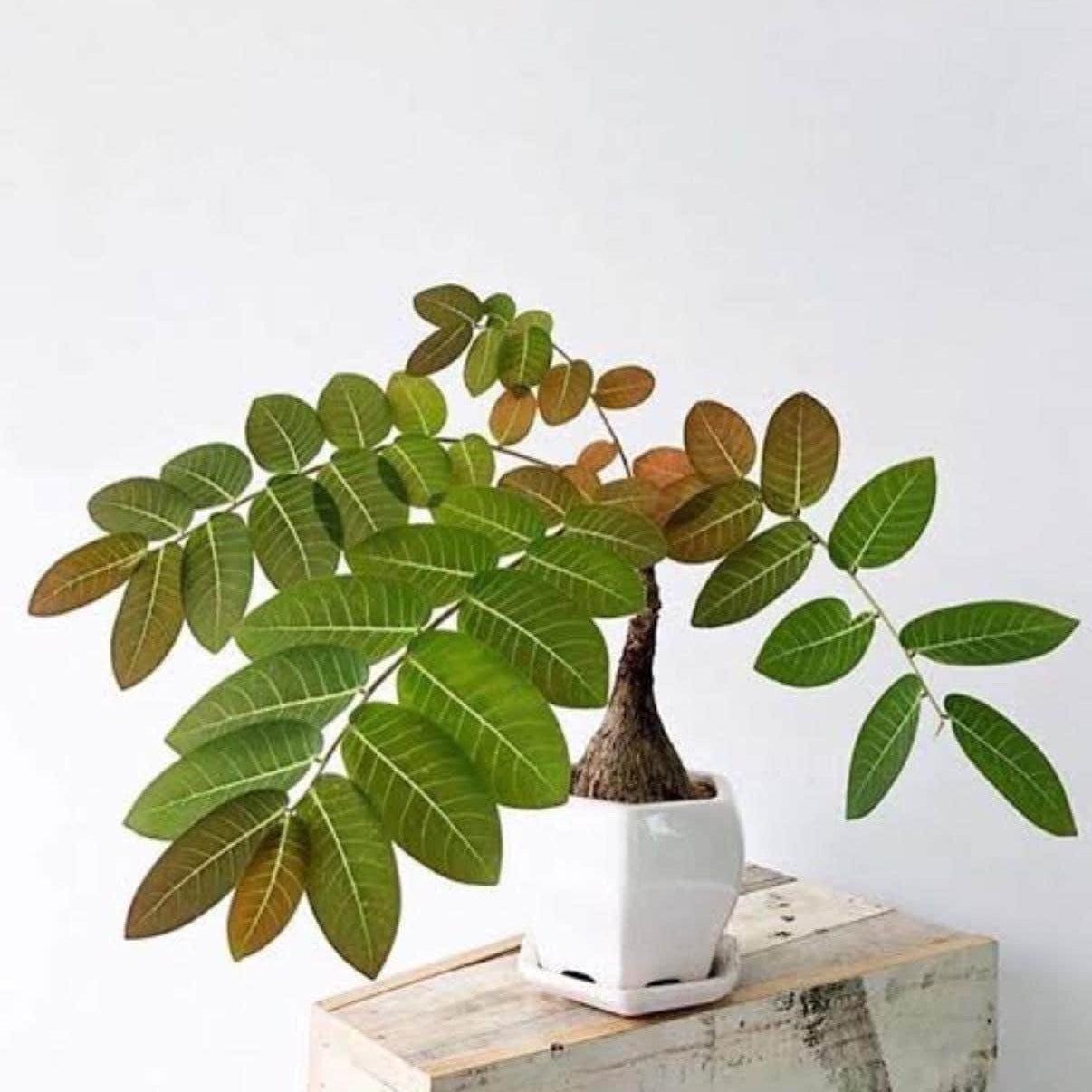 Glochidion Mirabilis Caudex Plant: Rare Tropical Houseplant