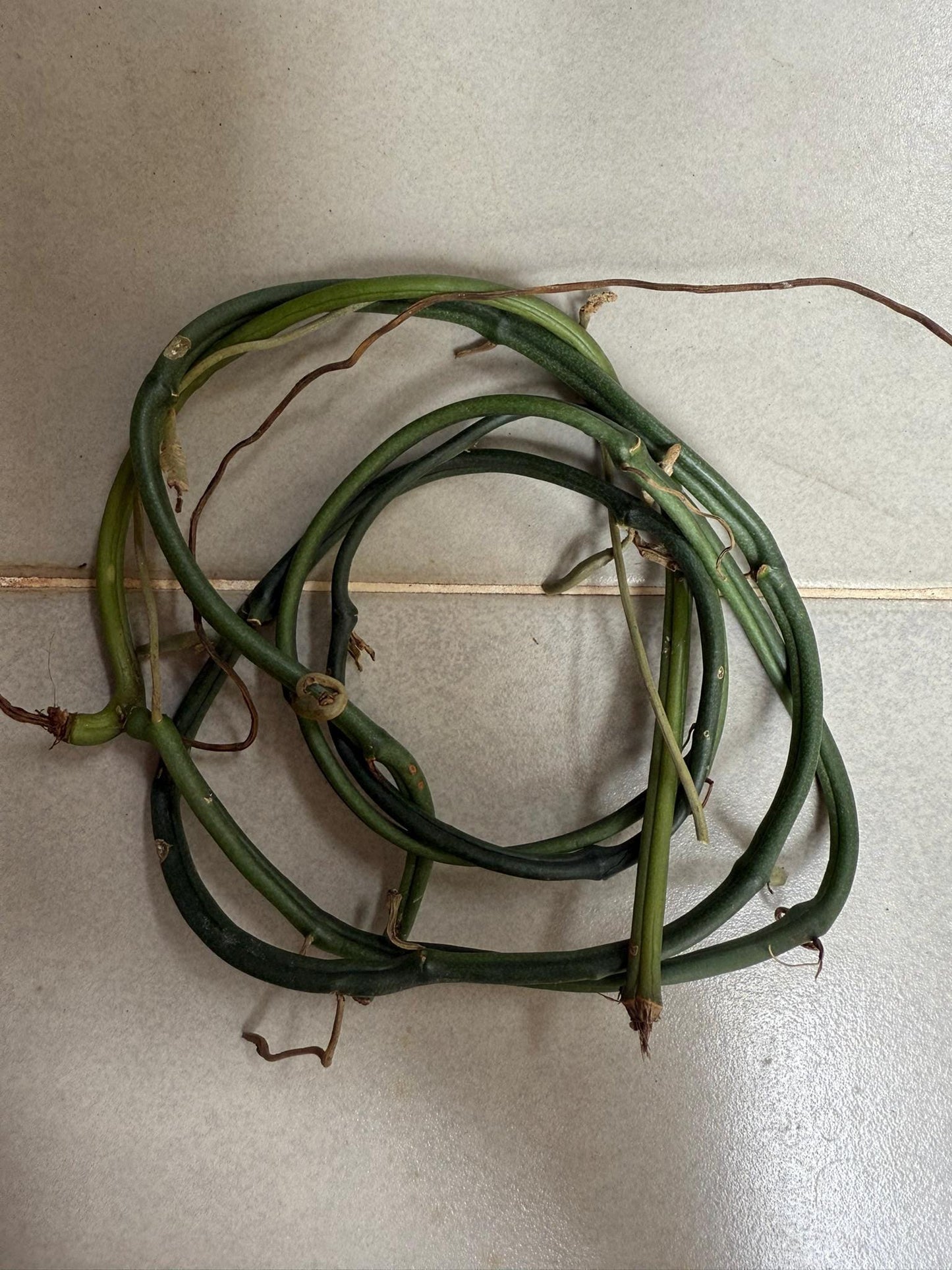 Vanilla Orchid Plant: Aphylla Variety - Home & Garden Decor