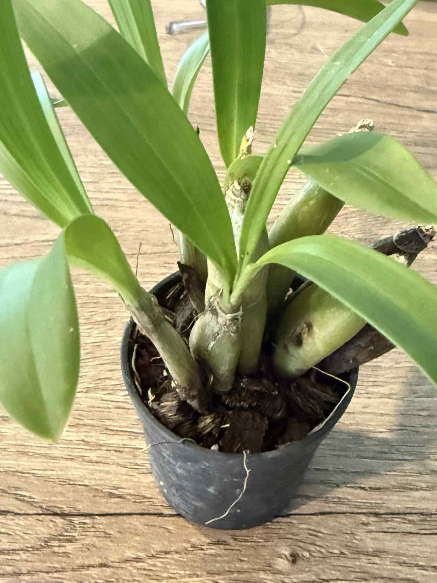 Pinalia bractescens Orchid Plant - Collector's Orchid