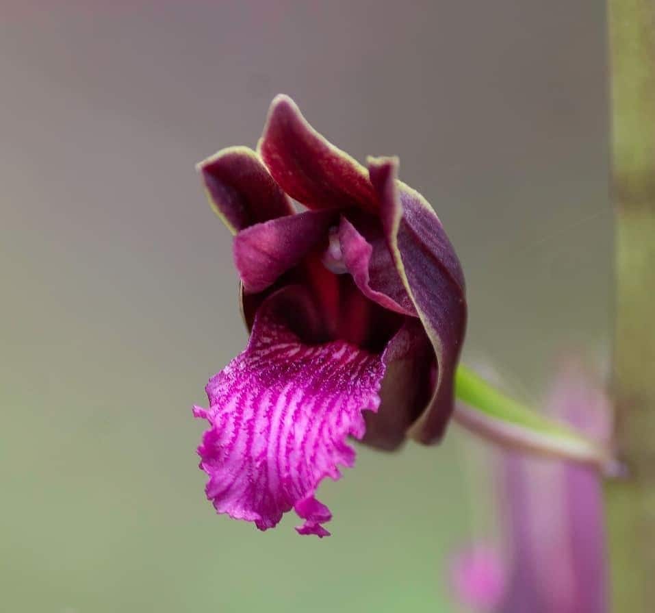Eulophia Spectabilis