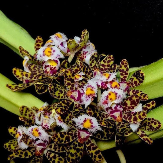 Gastrochilus bellinus Orchid Plant: Miniature Climbing Orchid, Botanic Decor