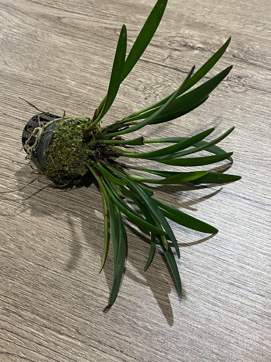 Ceratostylis sp (White flower) 1 plant Tropical Orchid species  rare and miniature orchid