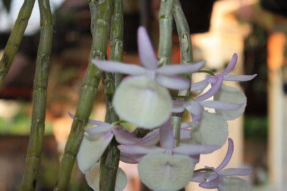 Orchid Dendrobium primulinum 1 plant fragrant orchid flower