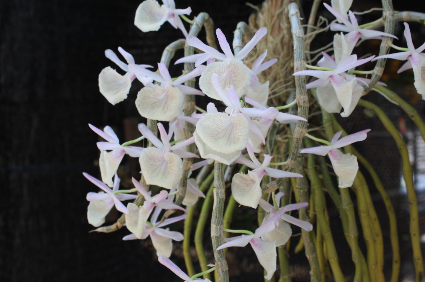 Orchid Dendrobium primulinum 1 plant fragrant orchid flower