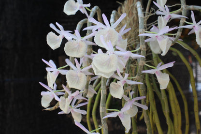 Orchid Dendrobium primulinum 1 plant fragrant orchid flower