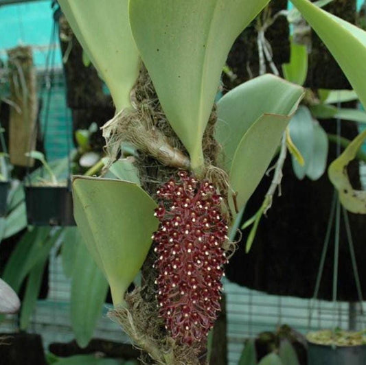 Bulbophyllum beccarii 1 Plant bloom size , orchid for home & Garden collection