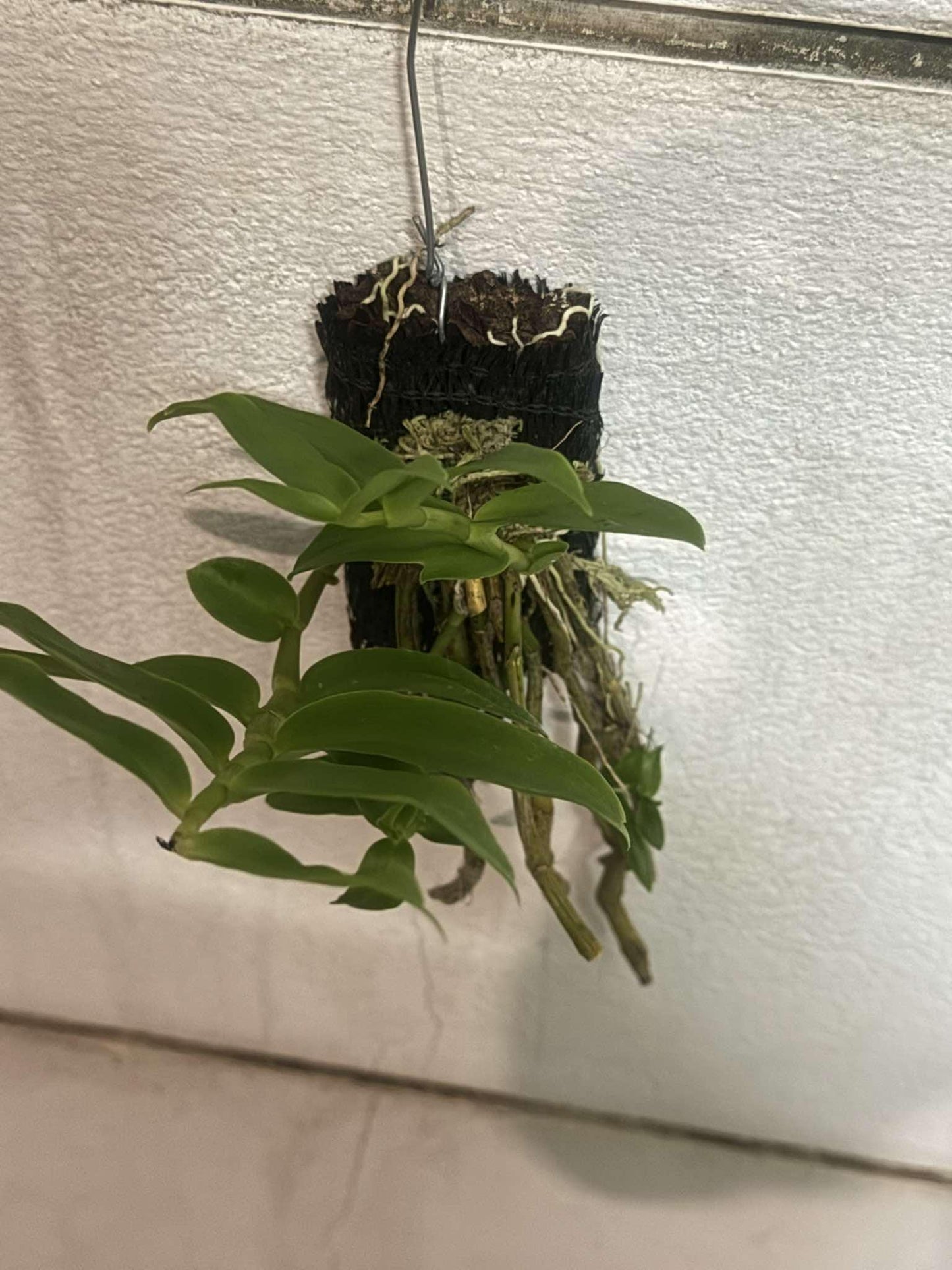 Orchid Dendrobium primulinum 1 plant fragrant orchid flower