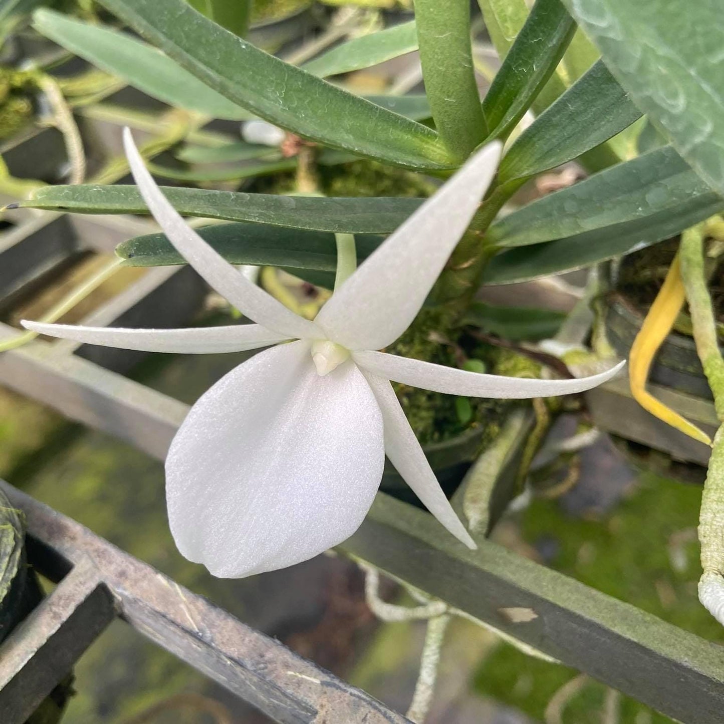 Angraecum didieri Orchid 1 Plant bloom size Mini Orchid African or Madagascan orchids