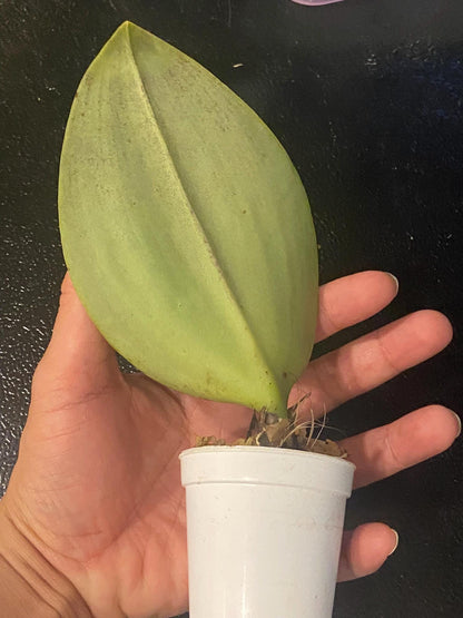 Bulbophyllum beccarii 1 Plant bloom size , orchid for home & Garden collection