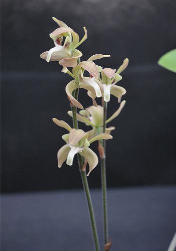 Orchid Ipsea thailandica 1 plant ground orchid for home and garden collection