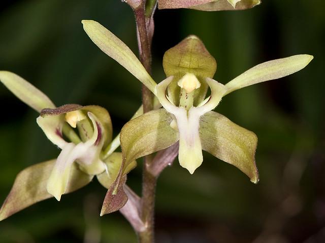 Orchid Ipsea thailandica 1 plant ground orchid for home and garden collection