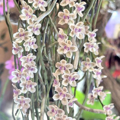 Orchid Chiloschista shanica 1 plant bloom size  orchid collection