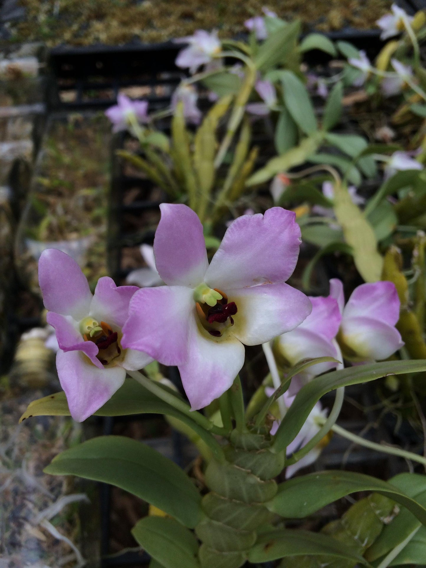 Dendrobium trantuanii 1 Plant orchid , Dendrobium