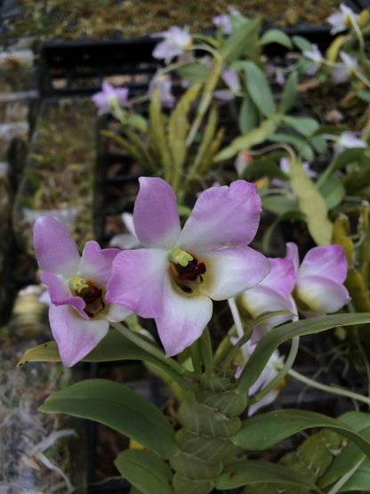 Dendrobium trantuanii 1 Plant orchid , Dendrobium