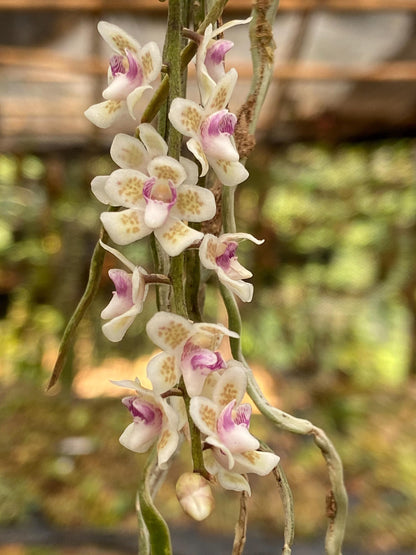 Orchid Chiloschista shanica 1 plant bloom size  orchid collection