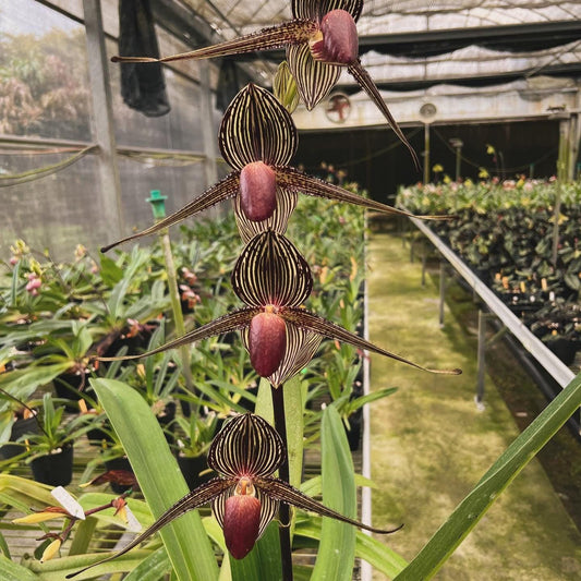 Paphiopedilum rothschildianum