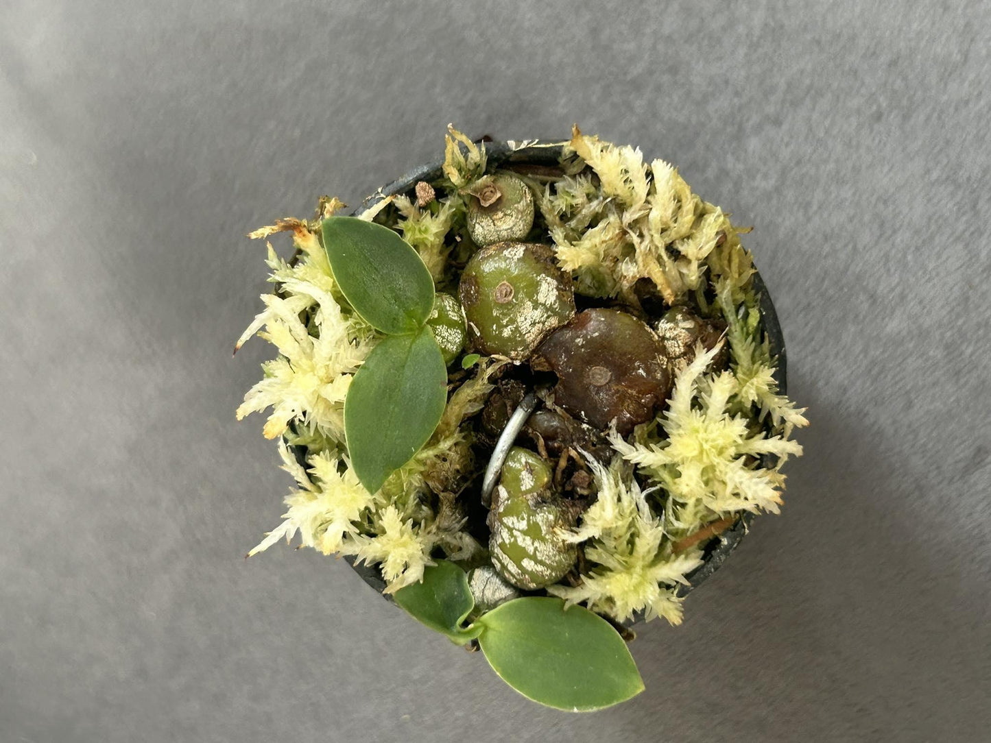 orchid Bulbophyllum polliculosum (rare orchid) 1 plant bloom size