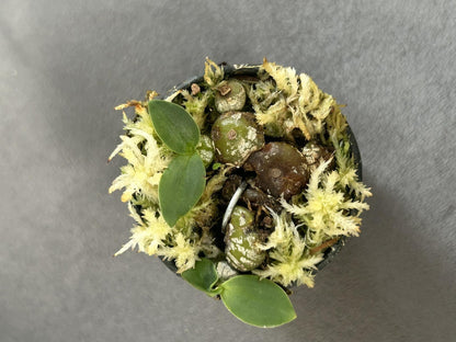 orchid Bulbophyllum polliculosum (rare orchid) 1 plant bloom size