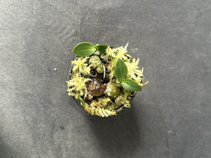 orchid Bulbophyllum polliculosum (rare orchid) 1 plant bloom size