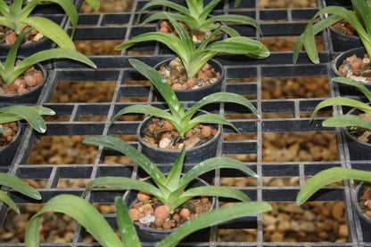 Paphiopedilum rothschildianum