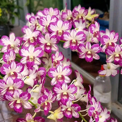 Dendrobium Enobi Mickey Mouse Orchid - Pink Bloom, 1" Pot