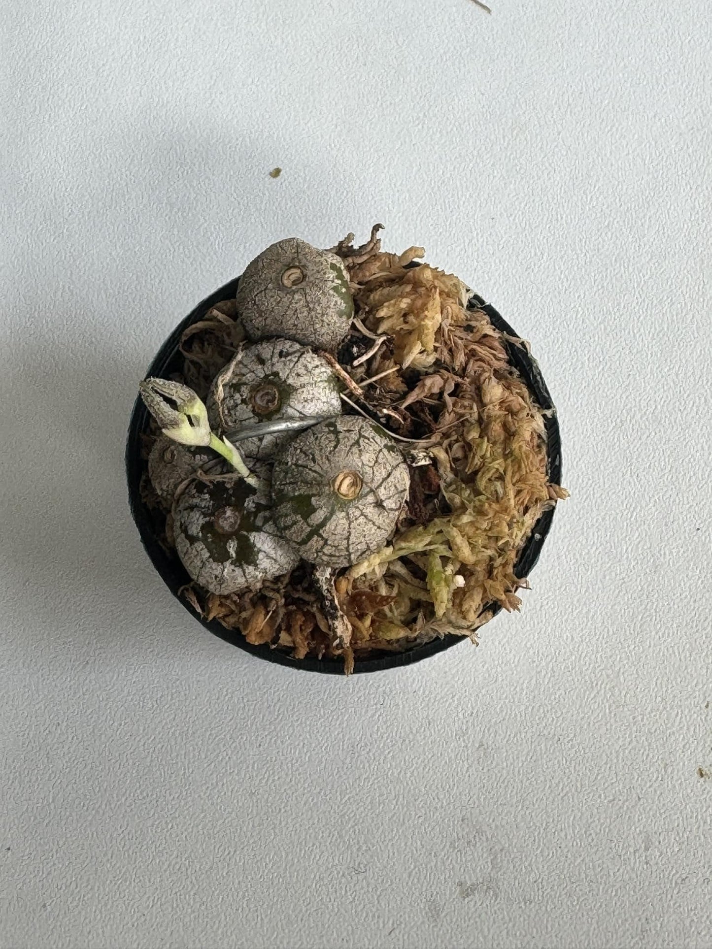 orchid Bulbophyllum polliculosum (rare orchid) 1 plant bloom size