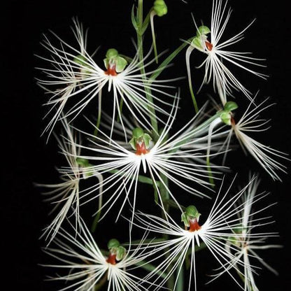 Orchid Habenaria medusae 1 Bulb terrestrial orchid