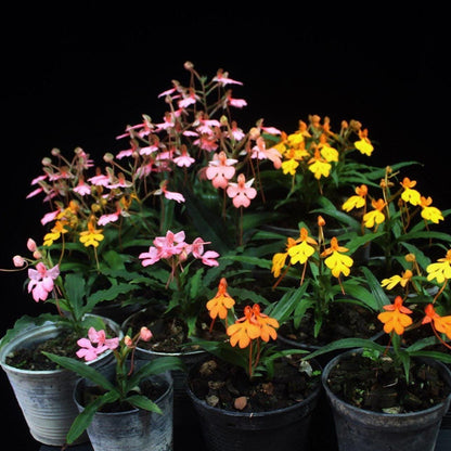 Habenaria rhodocheila 1 plant|tuber store choice ,will select for you by random color