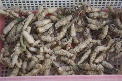 Orchid Habenaria hosseusii 2 Bulb tuber|bloom size orchid collection