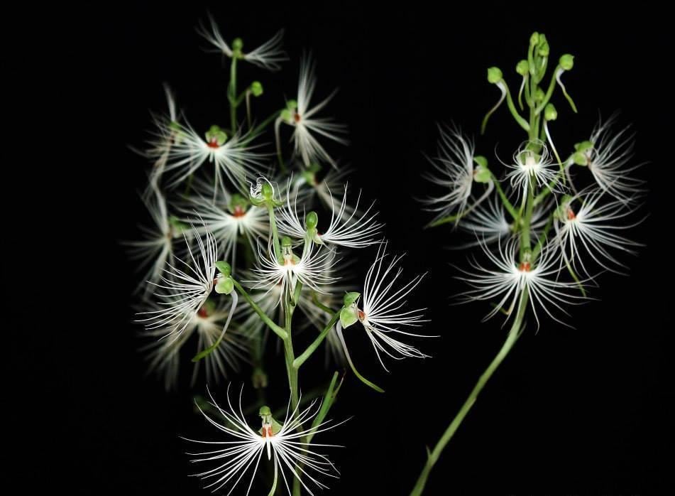 Orchid Habenaria medusae 1 Bulb terrestrial orchid