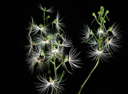 Orchid Habenaria medusae 1 Bulb terrestrial orchid
