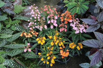 Habenaria rhodocheila 1 plant|tuber store choice ,will select for you by random color