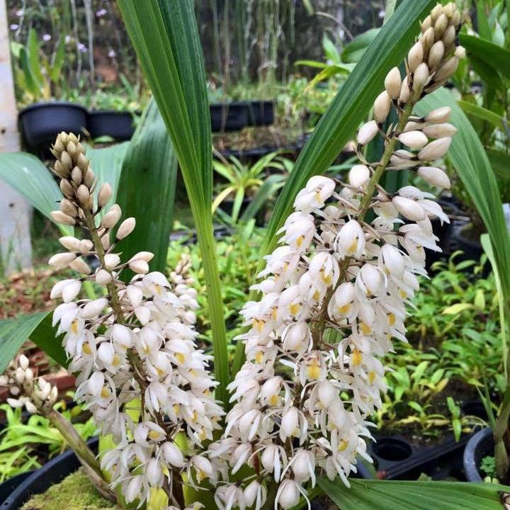 Coelogyne multiflora 1 plant orchid collection plant home garden