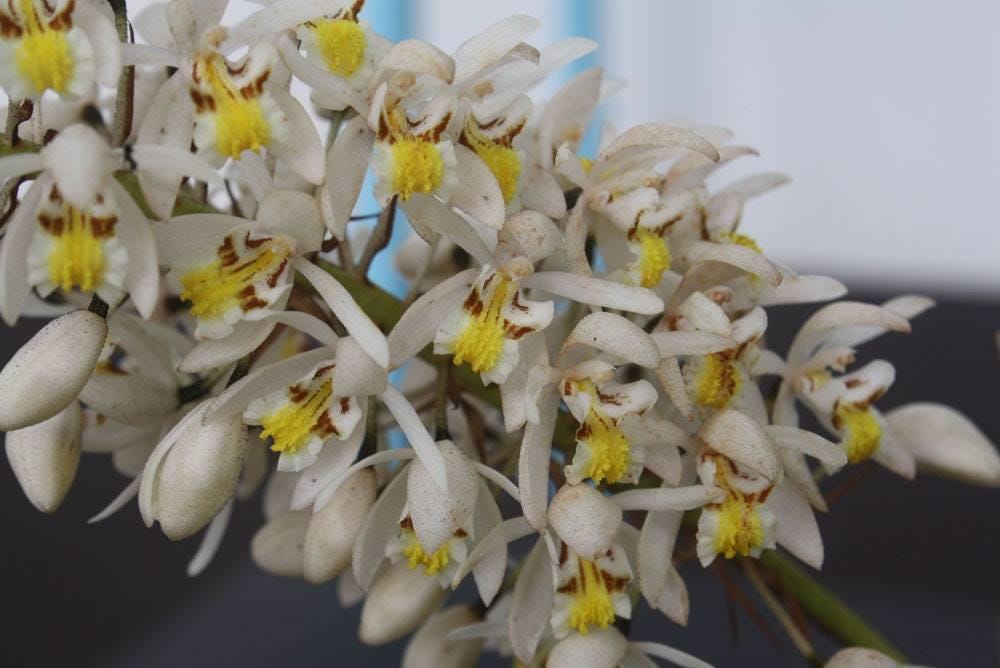 Coelogyne multiflora 1 plant orchid collection plant home garden
