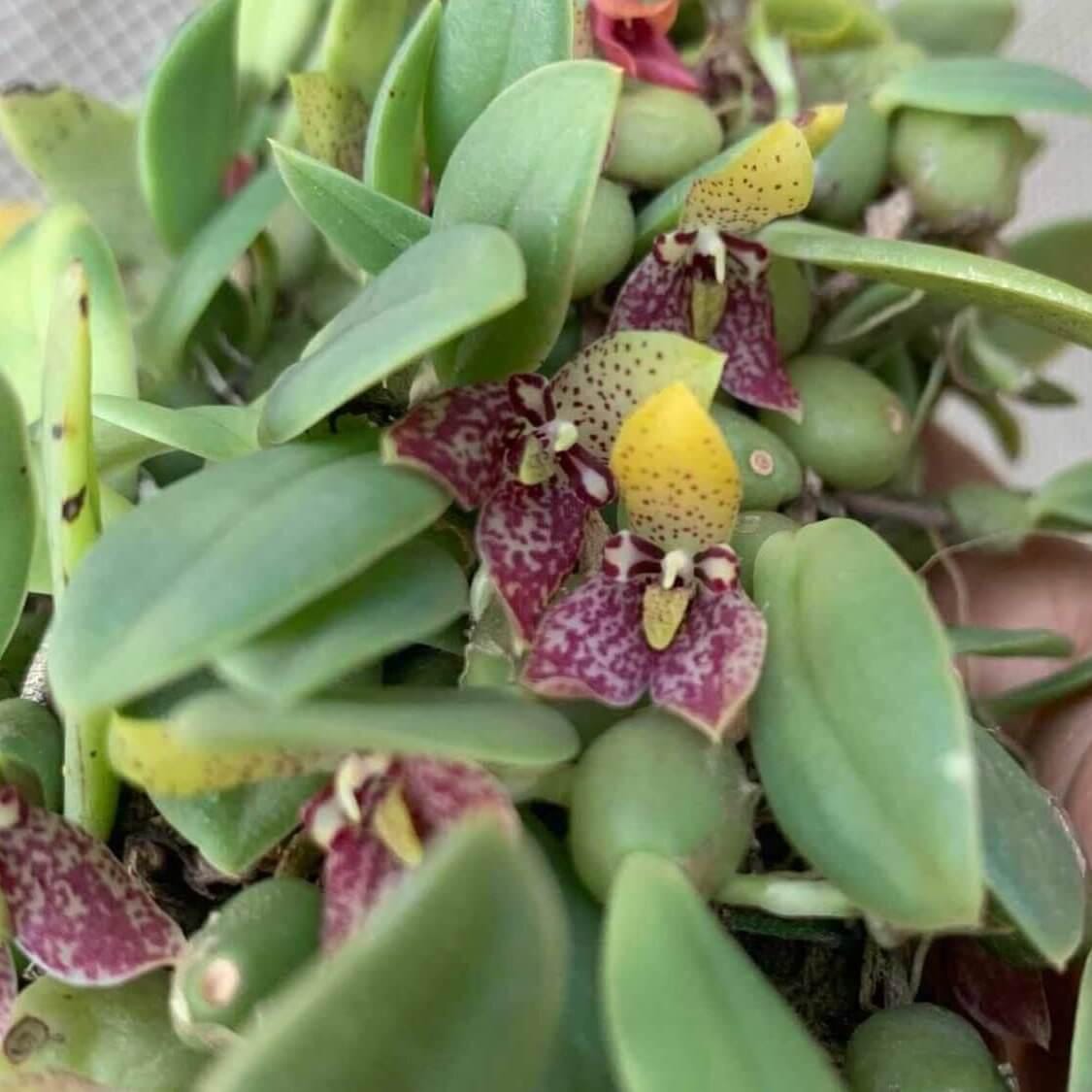 Trias cambodiana Orchid Plant - Bulbophyllum cambodianum - Bloom Size