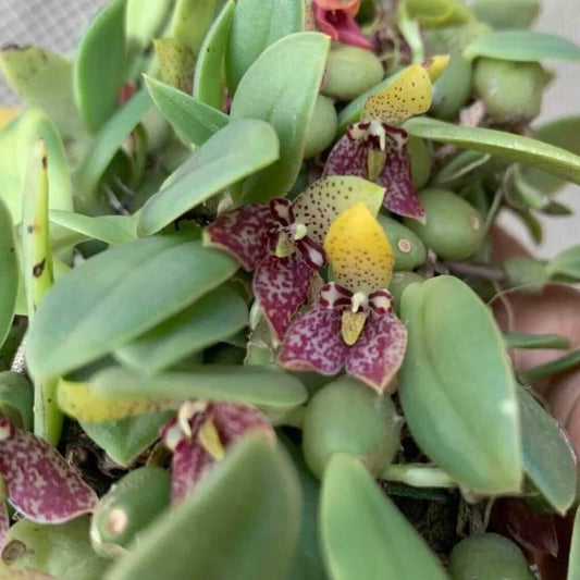 Trias cambodiana Orchid Plant - Bulbophyllum cambodianum - Bloom Size