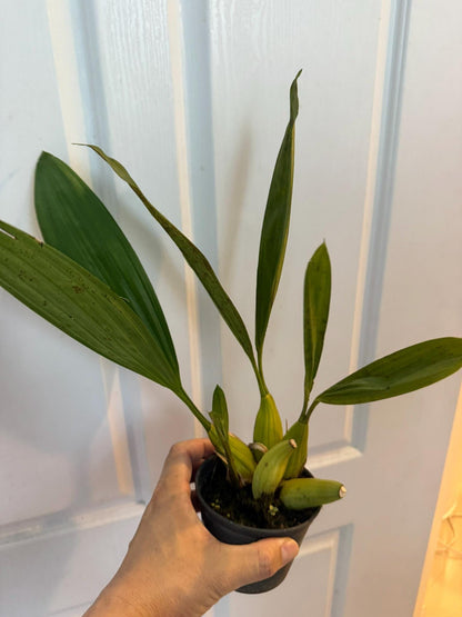 Coelogyne multiflora 1 plant orchid collection plant home garden