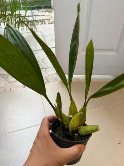 Coelogyne multiflora 1 plant orchid collection plant home garden