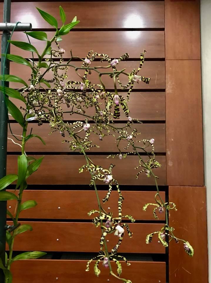 Airy Spider Orchid Plant: Arachnis flos-aeris - Bloom Size