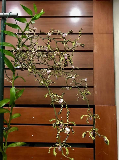 Airy Spider Orchid Plant: Arachnis flos-aeris - Bloom Size