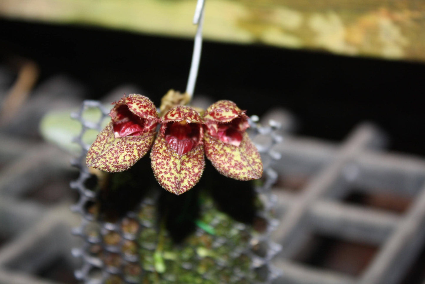 Bulbophyllum bootanoides 'frostii' Orchid Plant - Bloom Size