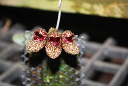 Bulbophyllum bootanoides 'frostii' Orchid Plant - Bloom Size