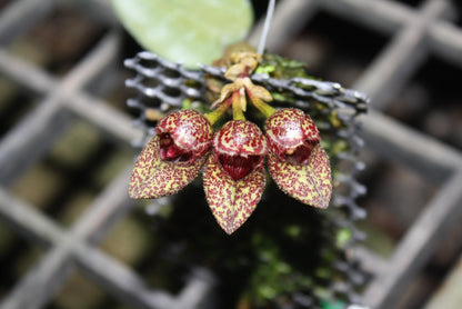 Bulbophyllum bootanoides 'frostii' Orchid Plant - Bloom Size