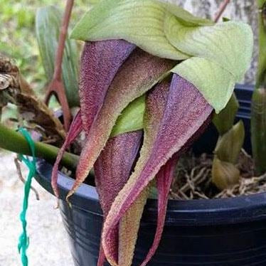 Bulbophyllum monstrabile 1 plant orchid collection plant home garden